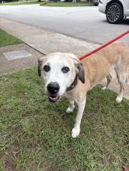 Reunited Male Dog last seen Pittard Park, Winterville, GA 30683