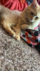 Lost Female Cat last seen Northridge plantation, Cameron, NC 28326
