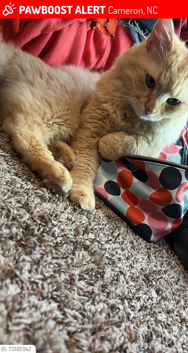 Lost Female Cat last seen Northridge plantation, Cameron, NC 28326