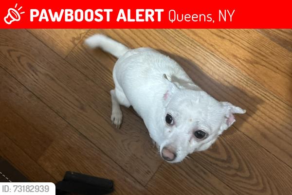 Lost Male Dog last seen 224th street, Queens, NY 11413