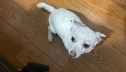 Lost Male Dog last seen 224th street, Queens, NY 11413