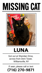 Reunited Female Cat last seen Across from Dent tower, Amherst, NY 14226