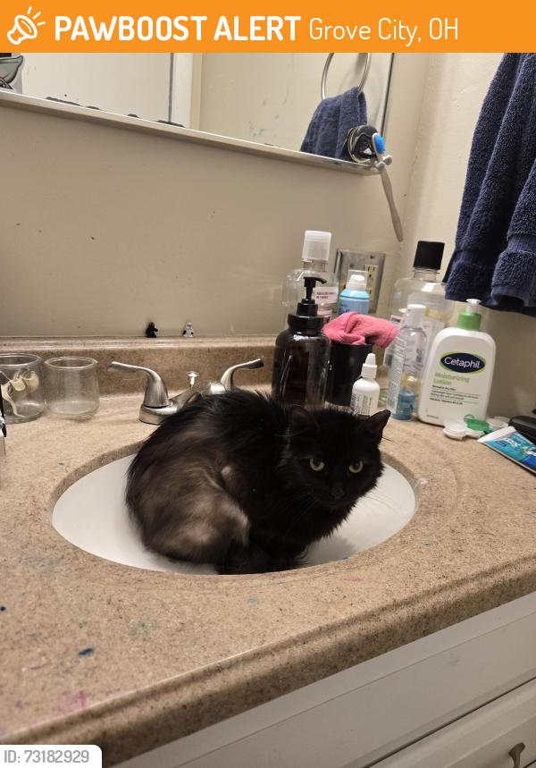 Found/Stray Unknown Cat last seen Taco Bell, Grove City, OH 43123
