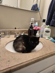 Found/Stray Unknown Cat last seen Taco Bell, Grove City, OH 43123
