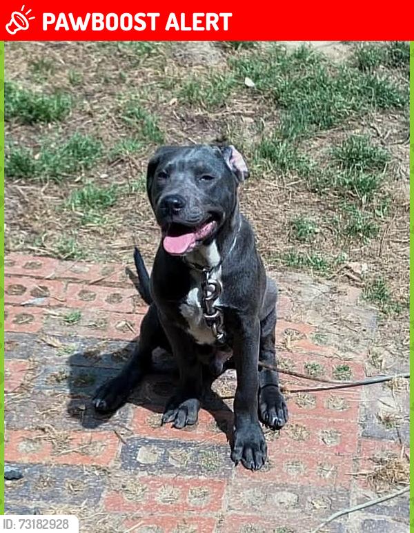 Lost Male Dog last seen Nate’s corner store, Simpson County, MS 39044