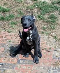 Lost Male Dog last seen Nate’s corner store, Simpson County, MS 39044