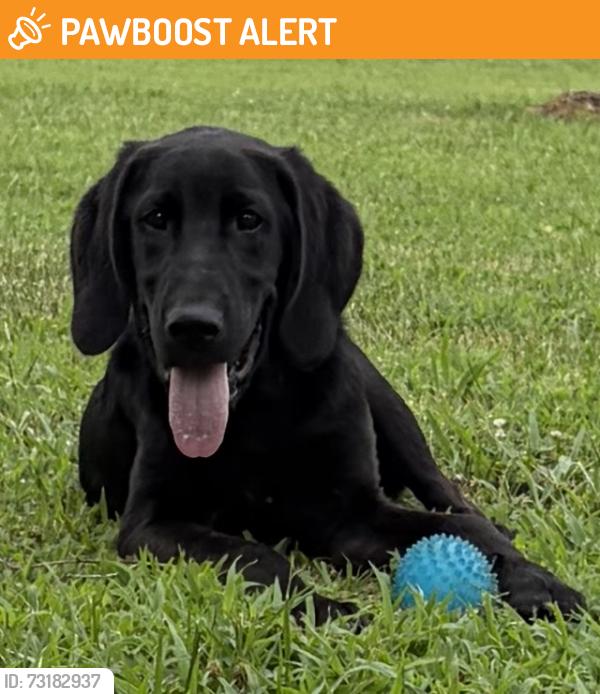 Found/Stray Male Dog last seen East Outer Road and 321st St, Harrisonville MO, Austin Township, MO 64701