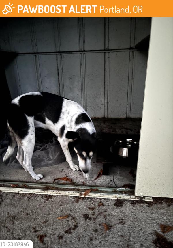 Found/Stray Unknown Dog last seen NE 61st Ave and Broadway, Portland, OR 97213