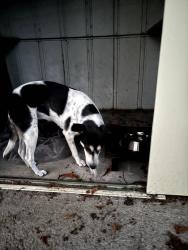 Found/Stray Unknown Dog last seen NE 61st Ave and Broadway, Portland, OR 97213