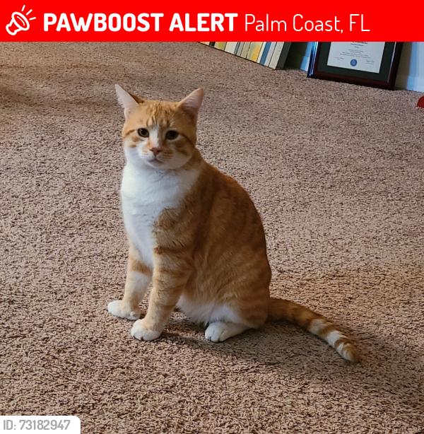 Lost Male Cat last seen Palm Coast Pkwy/95, Palm Coast, FL 32137