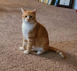 Lost Male Cat last seen Palm Coast Pkwy/95, Palm Coast, FL 32137