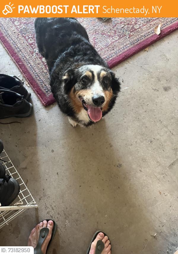 Found/Stray Male Dog last seen West lydius, Schenectady, NY 12303