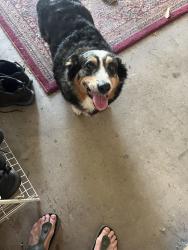 Found/Stray Male Dog last seen West lydius, Schenectady, NY 12303