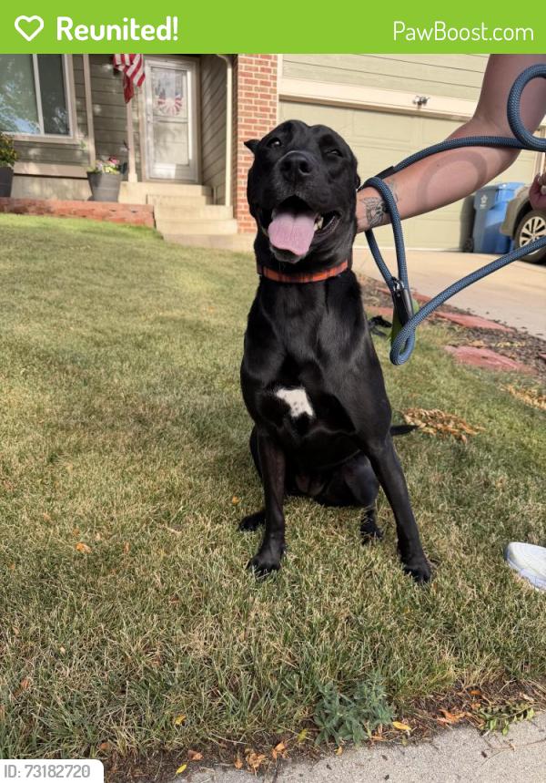 Reunited Female Dog last seen E chenango and dunkirk, Aurora, CO 80015