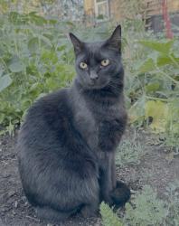 Reunited Male Cat last seen Hayes St. Between 18th and 24th, Eugene, OR 97405