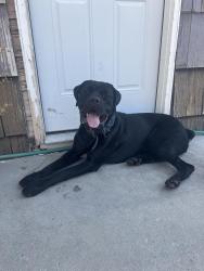 Found/Stray Female Dog last seen Simplot, Caldwell, ID 83605