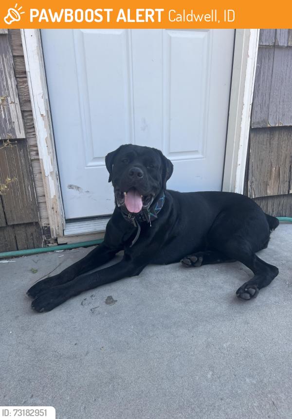Found/Stray Female Dog last seen Simplot, Caldwell, ID 83605