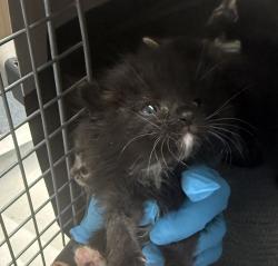 Shelter Stray Male Cat last seen 120th/ Holgate, PORTLAND, OR, 97266, 1700 W Historic Columbia River Hwy, Troutdale, OR 97060, USA