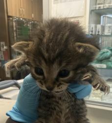 Shelter Stray Female Cat last seen 120th/ Holgate, PORTLAND, OR, 97266, 1700 W Historic Columbia River Hwy, Troutdale, OR 97060, USA