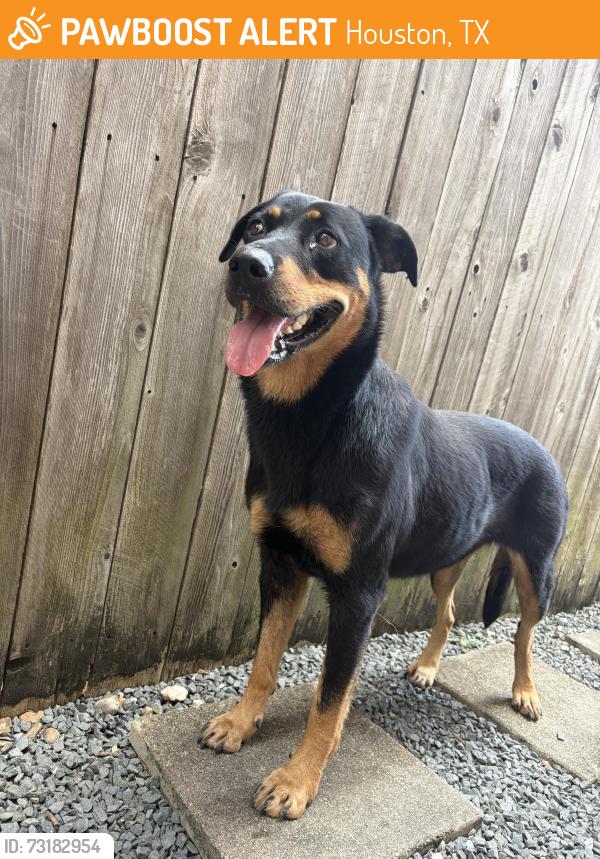 Found/Stray Unknown Dog last seen Nolda street and TC jester, Houston, TX 77007