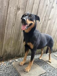 Found/Stray Unknown Dog last seen Nolda street and TC jester, Houston, TX 77007