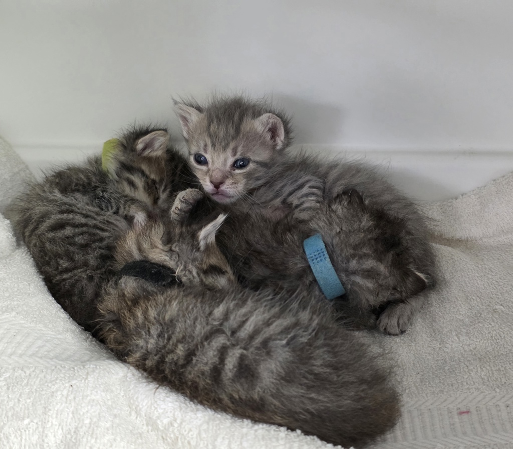 Shelter Stray Female Cat last seen Near Laconia Avenue, BRONX, NY, 10466, 326 E 110th St, New York, NY 10029, USA