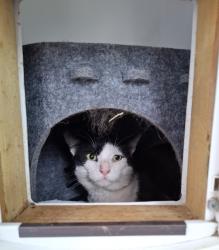 Reunited Male Cat last seen Renton Avenue, Guiseley, England LS20