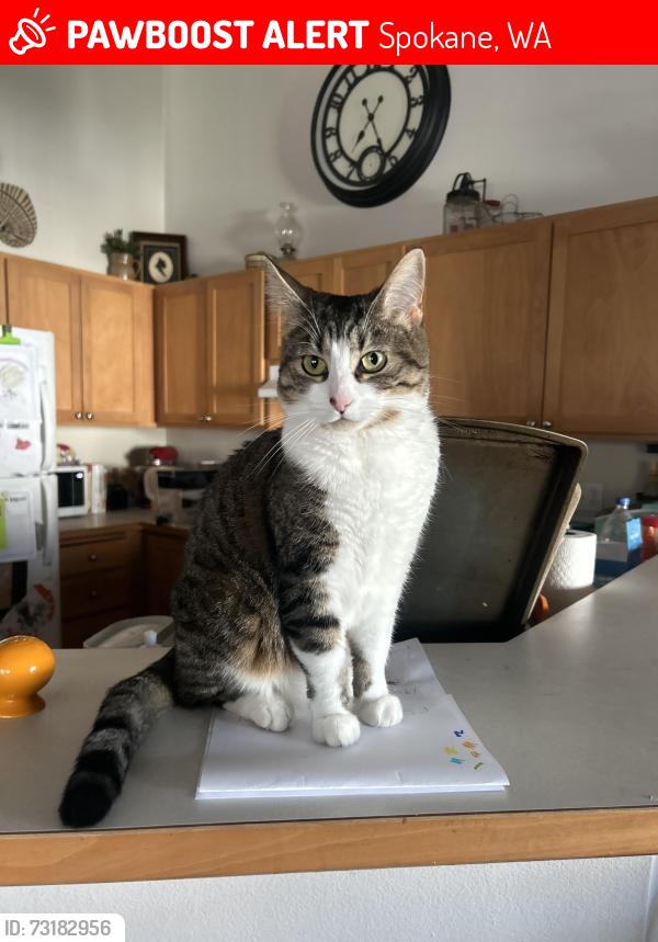 Lost Female Cat last seen Hamblen Park, Spokane, WA 99223
