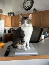 Lost Female Cat last seen Hamblen Park, Spokane, WA 99223