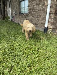 Found/Stray Unknown Dog last seen Bentsen Palm Park in Mission TX, Mission, TX 78572