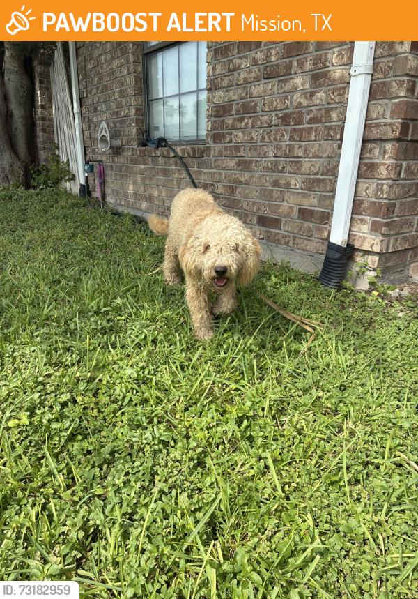 Found/Stray Unknown Dog last seen Bentsen Palm Park in Mission TX, Mission, TX 78572