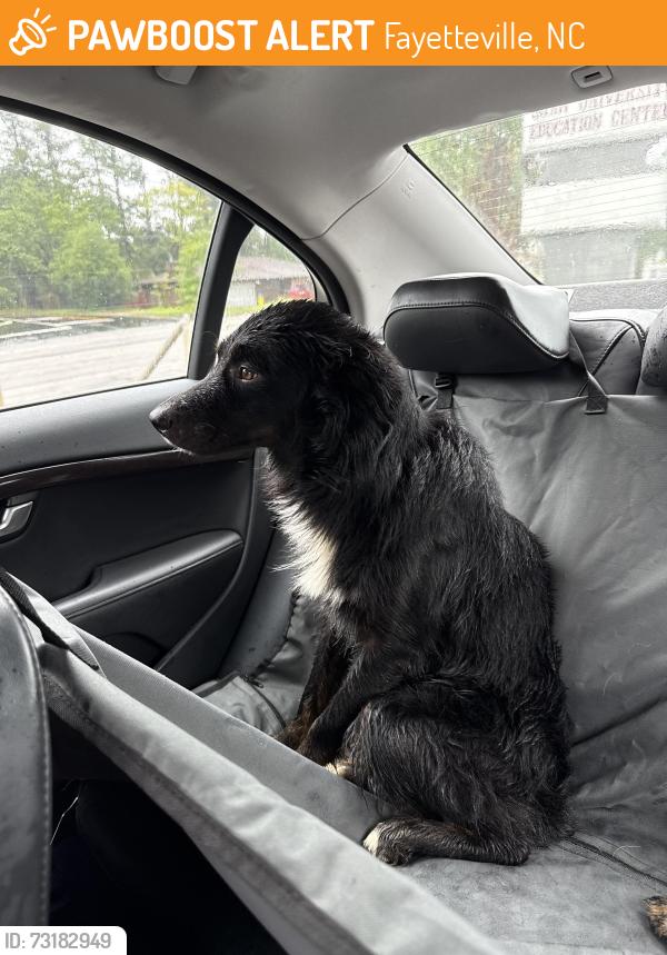 Found/Stray Male Dog last seen Jones Building, Fayetteville, NC 28301