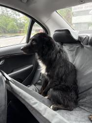 Found/Stray Male Dog last seen Jones Building, Fayetteville, NC 28301