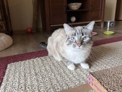 Reunited Male Cat last seen Piggly Wiggly, Oconomowoc, WI 53066