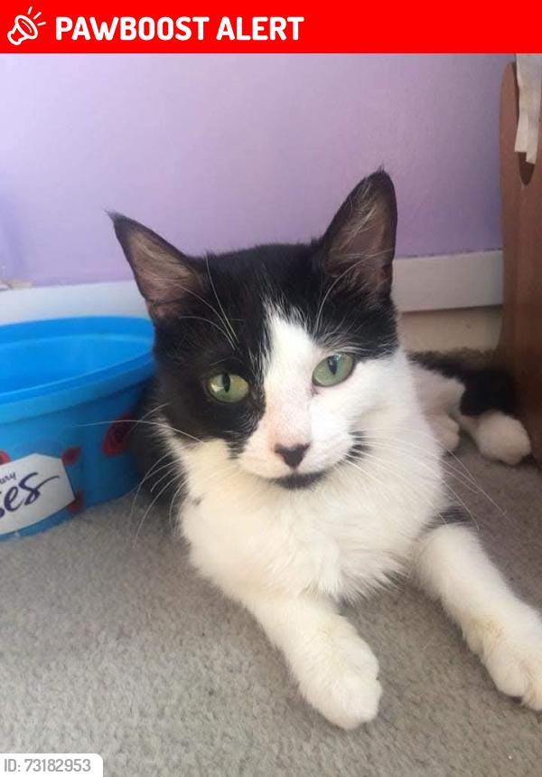 Lost Female Cat last seen Garden on piccadilly close, West Midlands, England 