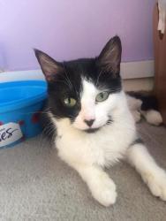 Lost Female Cat last seen Garden on piccadilly close, West Midlands, England 