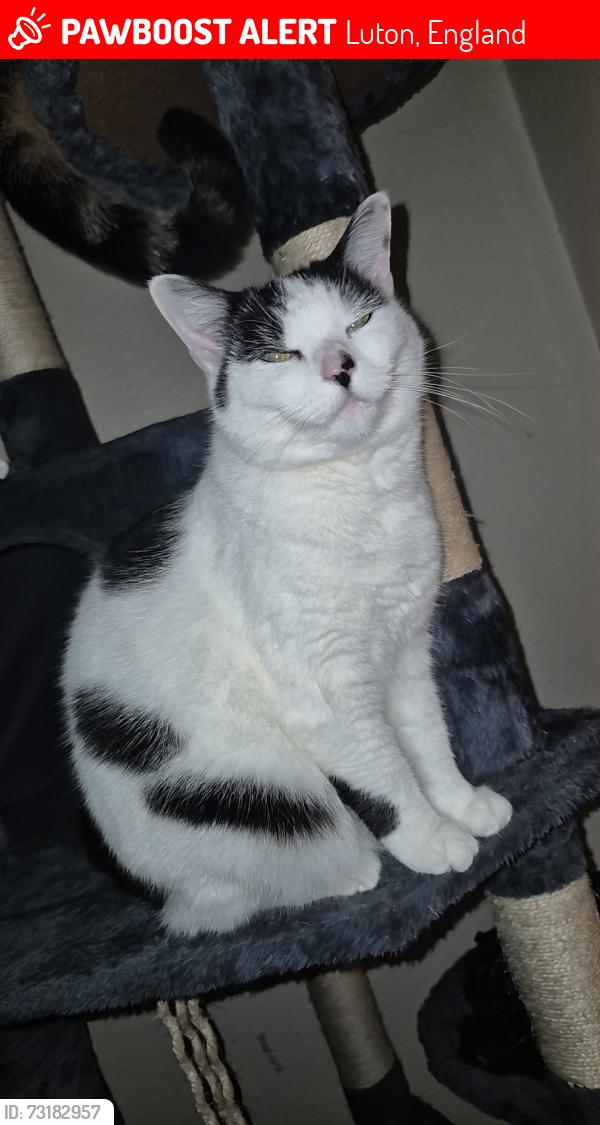 Lost Female Cat last seen Cromwell road, Luton, England 