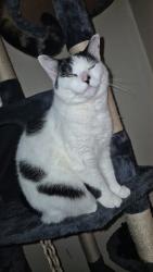 Lost Female Cat last seen Cromwell road, Luton, England 