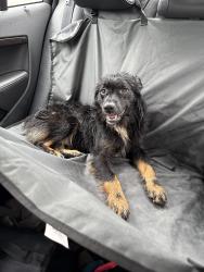 Lost Male Dog last seen Jones Building, Fayetteville, NC 28301