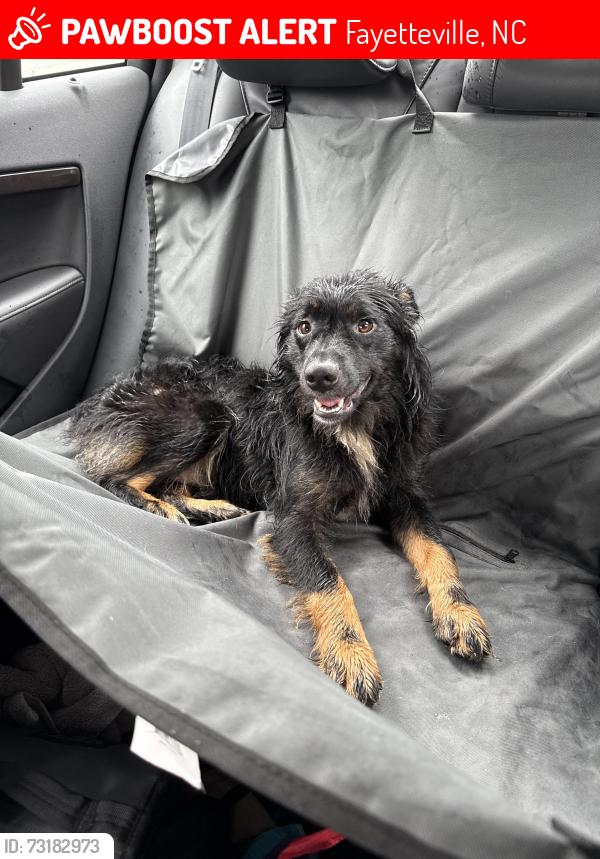 Lost Male Dog last seen Jones Building, Fayetteville, NC 28301