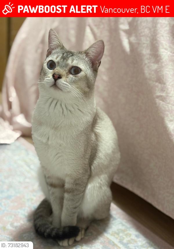 Lost Male Cat last seen 22nd and Rupert, Vancouver, BC V5M 4E2