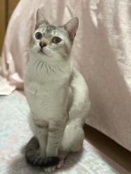 Lost Male Cat last seen 22nd and Rupert, Vancouver, BC V5M 4E2