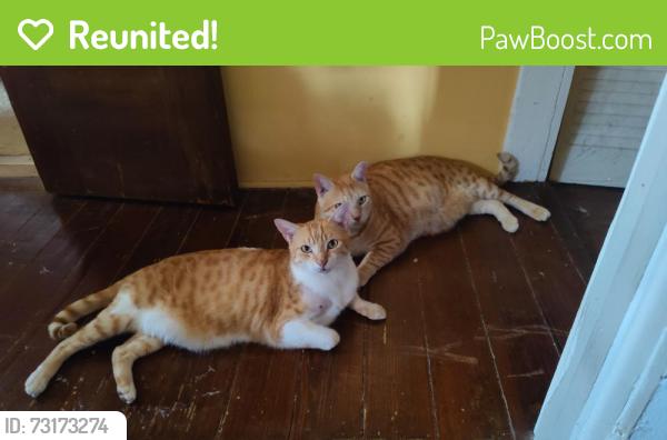 Reunited Male Cat last seen Pink st, Metairie, LA 70005
