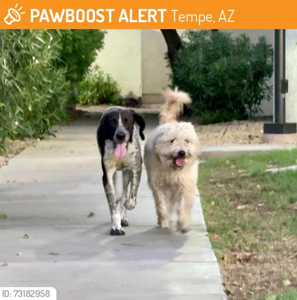 Found/Stray Unknown Dog last seen Near W. Baseline Rd, Tempe, AZ 85283, Tempe, AZ 85283
