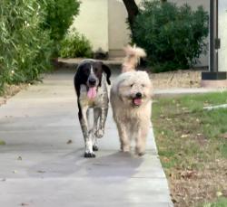Found/Stray Unknown Dog last seen Near W. Baseline Rd, Tempe, AZ 85283, Tempe, AZ 85283