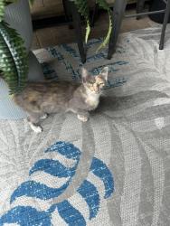 Found/Stray Female Cat last seen Wellington Chase neighborhood, Concord, NC 28027