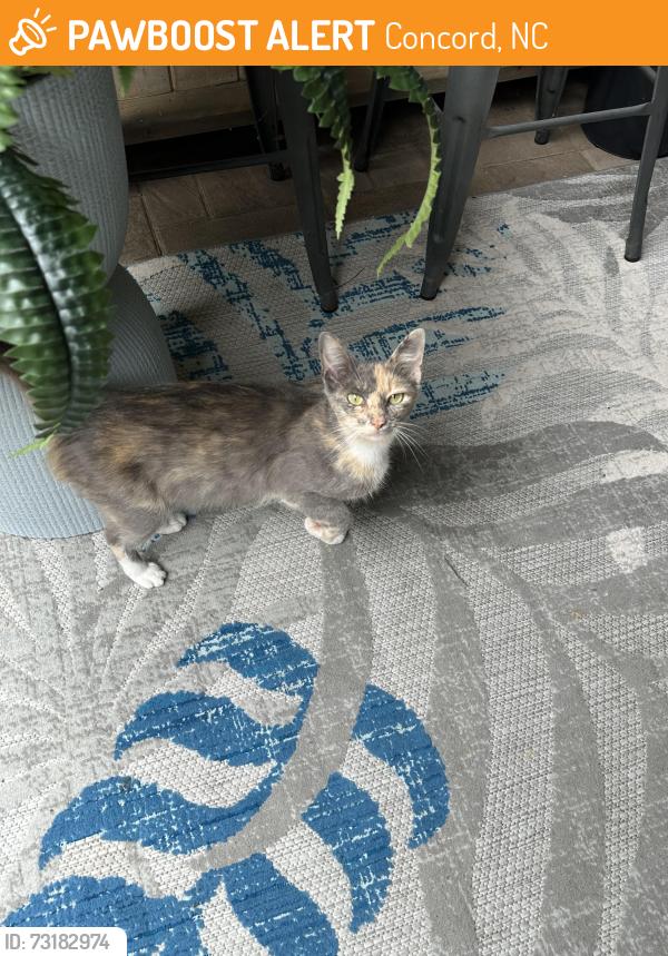 Found/Stray Female Cat last seen Wellington Chase neighborhood, Concord, NC 28027