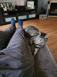 Lost Female Cat last seen Near NE 163rd Circle, Battleground, WA, Battle Ground, WA 98604