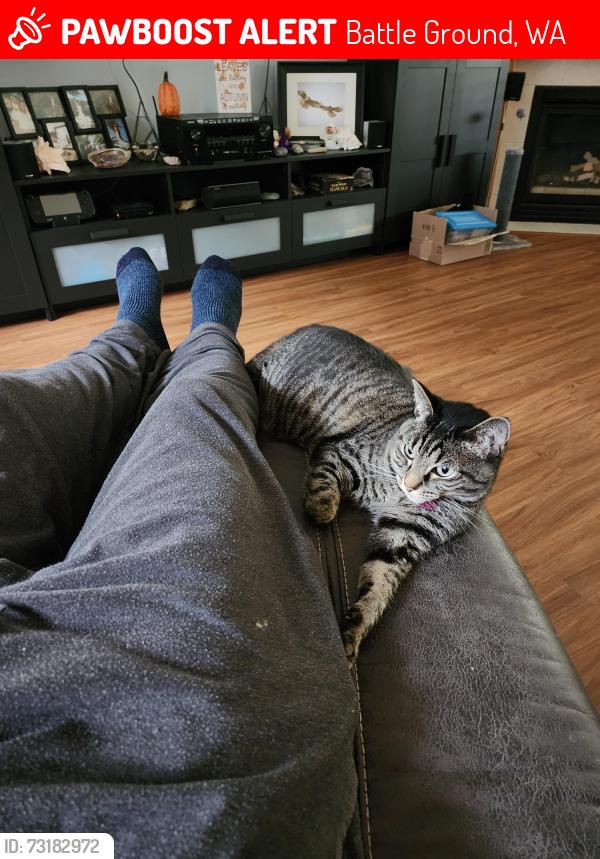 Lost Female Cat last seen Near NE 163rd Circle, Battleground, WA, Battle Ground, WA 98604