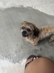 Reunited Female Dog last seen West 140th street, Cleveland, OH 44111